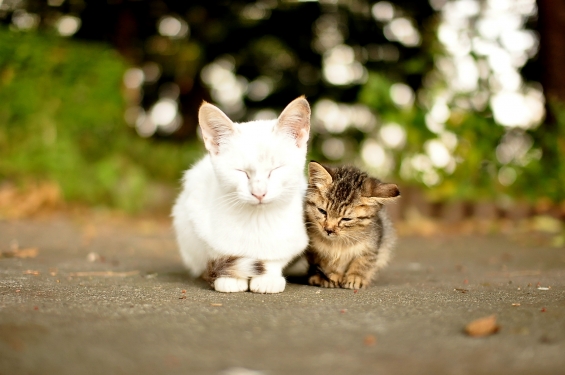 Cat pictures｜寄り添って生きる。