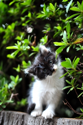 Cat pictures｜?
