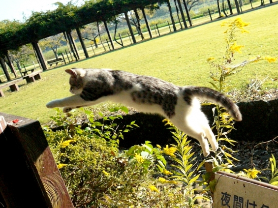 Cat pictures｜じゃ～んぷっ！
