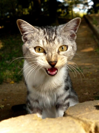 Cat pictures｜にゃ～！