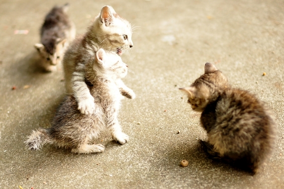 Cat pictures｜怒ってます？