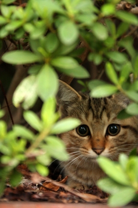 Cat pictures｜警戒中。