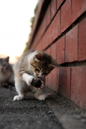 Cat pictures｜これはにゃんだ？