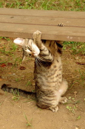 Cat pictures｜お、おもいのら・・・・・ 