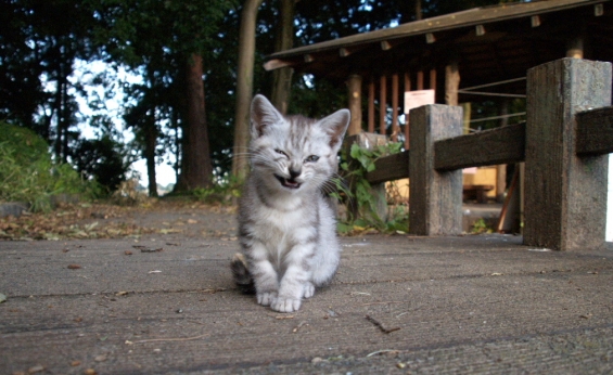 Cat pictures｜smile