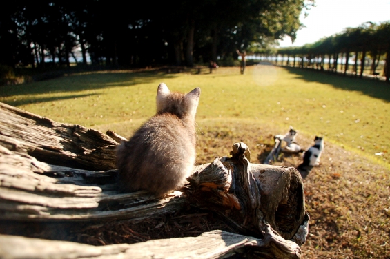 Cat pictures｜兄ちゃんたち何してんの？