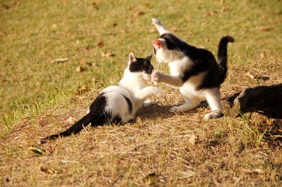 Cat pictures｜がお～～～！