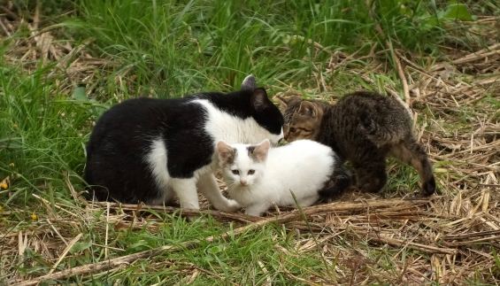 Cat pictures｜親子