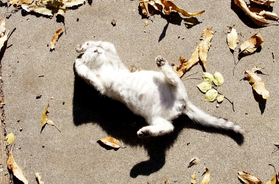 Cat pictures｜ごろんごろん