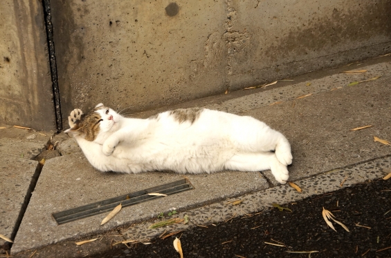 Cat pictures｜ＵＦＯ