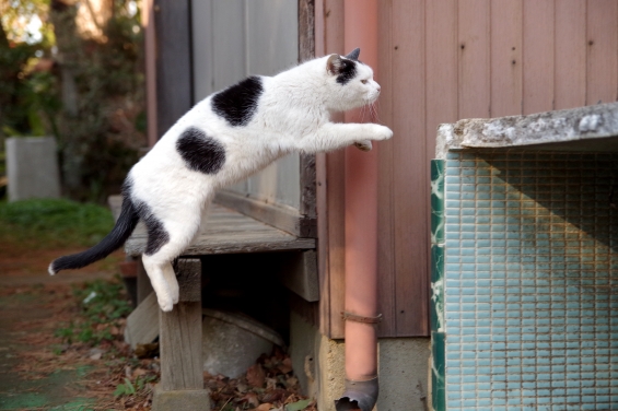 Cat pictures｜初ジャンプ！
