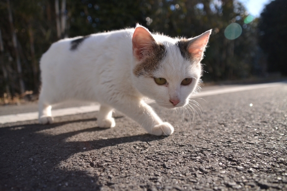 Cat pictures｜こねこ
