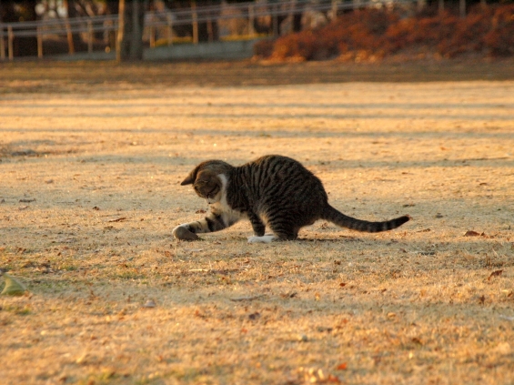 Cat pictures｜ひとり遊び