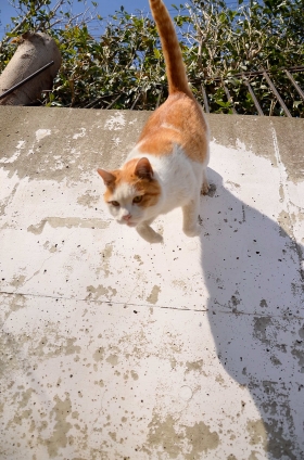 Cat pictures｜アムロいっきま～す！