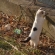 こねこ