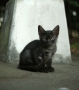 子猫