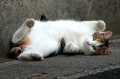 ねまねきねこ