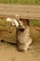 お、おもいのら・・・・・ 