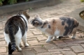 ごあいさつ。
