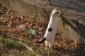 こねこ