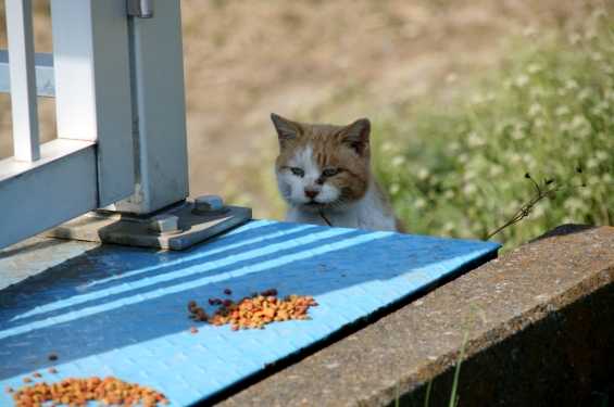 Cat pictures｜悩むにゃん・・・・・
