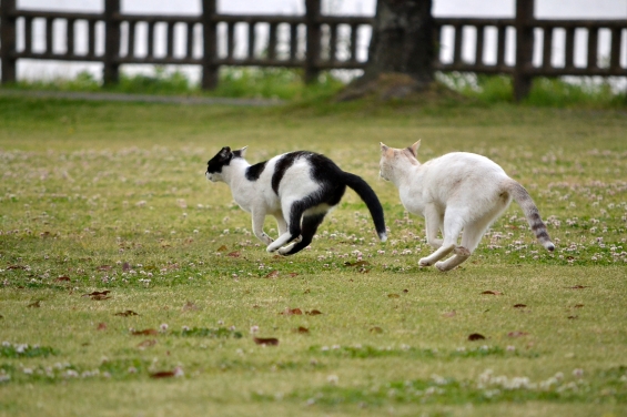 Cat pictures｜まてまて～！