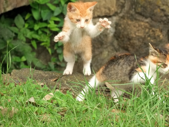 Cat pictures｜鬼ごっこ？