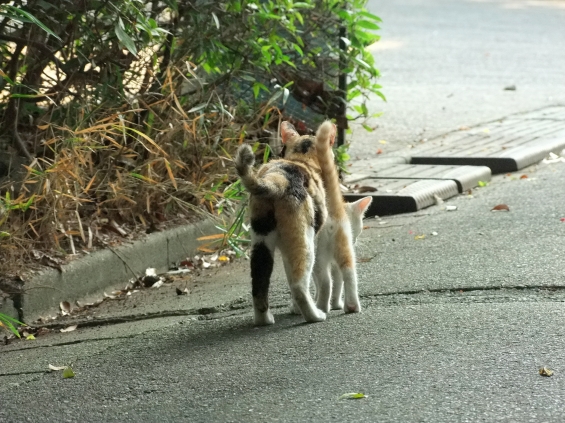 Cat pictures｜親子