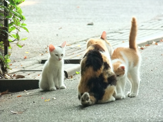 Cat pictures｜親子