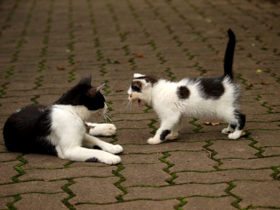 Cat pictures｜母ちゃんのバカ～！