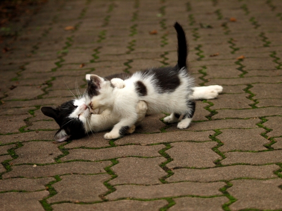 Cat pictures｜くすぐったいよ～