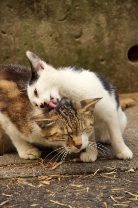 Cat pictures｜やさしい八っちゃん