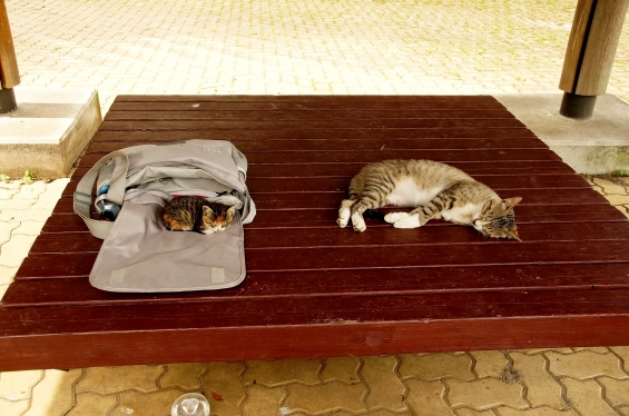 Cat pictures｜おひるね