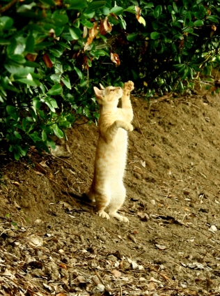 Cat pictures｜何がいるの？