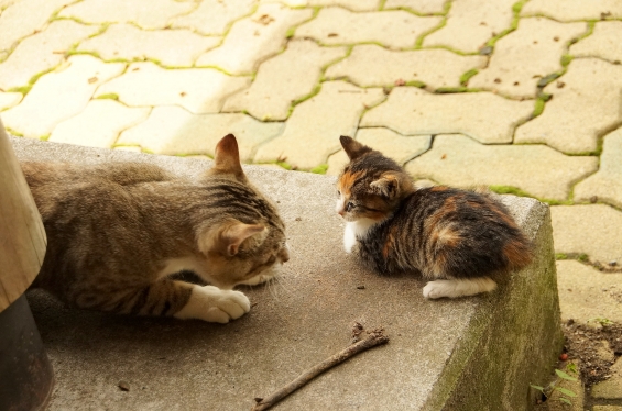 Cat pictures｜こんにちは。