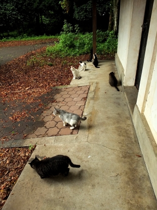 Cat pictures｜いっしょに雨宿り