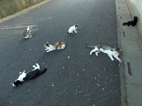 Cat pictures｜あ～食った食った～！