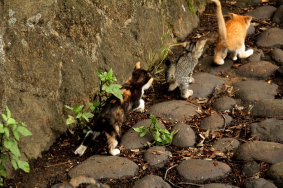 Cat pictures｜にげろにげろ～！