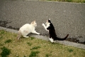 がお～～～！