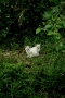 こねこ