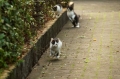 子猫たち