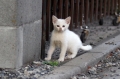 街の子猫