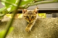 なにしてんの？