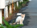 街の子猫