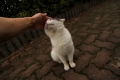 かわいいやつ