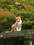 秋がそこまで・・・・・