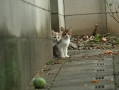 にゃんだにゃんだ？