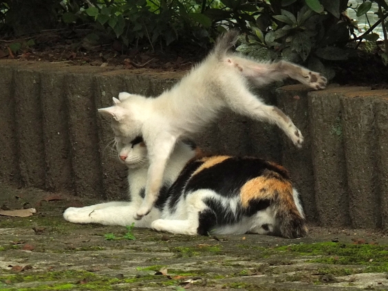 Cat pictures｜おか～さ～ん！