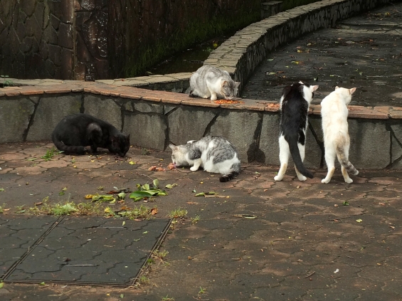Cat pictures｜朝ごはん、おいしいにゃん。