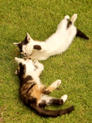 Cat pictures｜にこにこ